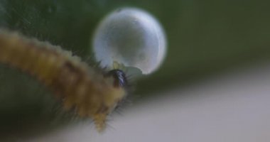 Gündüz vakti yaprağın üzerinde küçük sarı bir kelebek larvası.