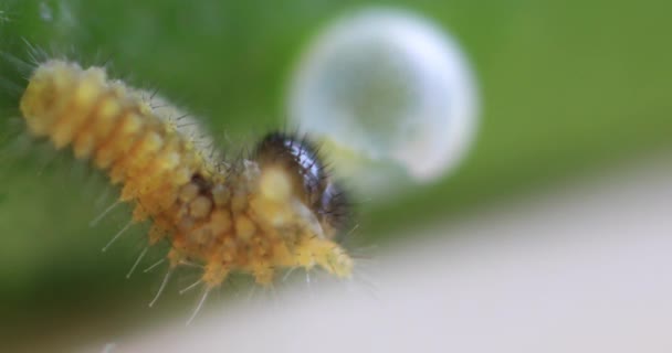 A small yellow larva of butterfly on the leaf daytime super closeup — Vídeo de Stock