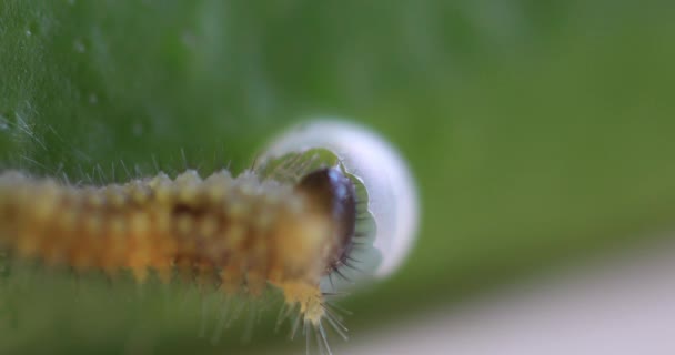 Mała żółta larwa motyla na liściu dzień super zbliżenie — Wideo stockowe
