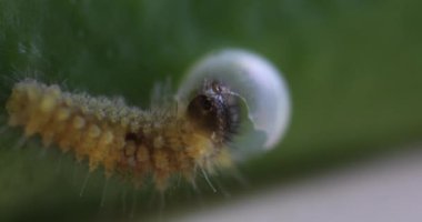 Gündüz vakti yaprağın üzerinde küçük sarı bir kelebek larvası.