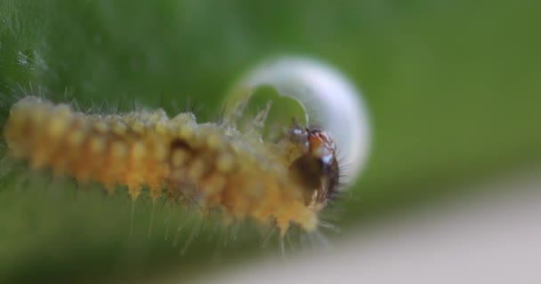 En liten gul larv av fjäril på bladet dagtid super närbild — Stockvideo