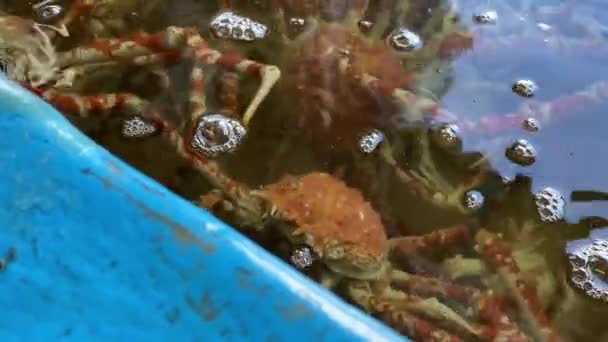 Cangrejos araña japoneses en el acuario de mano plano medio — Vídeos de Stock