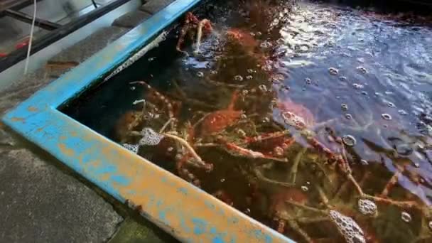 Japanse spinkrabben in het aquarium handheld middelste schot — Stockvideo