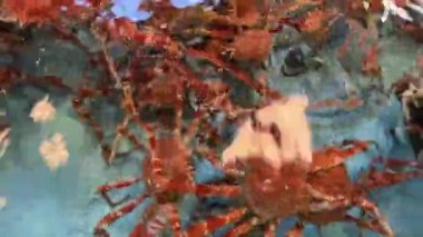 Akvaryumdaki Japon örümcek yengeçleri orta çekimde.