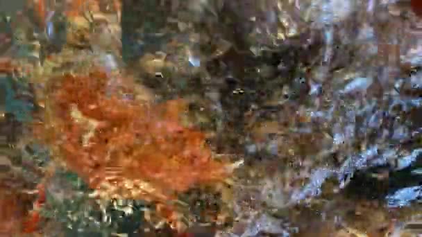 Japonês aranha caranguejos no aquário handheld close shot — Vídeo de Stock