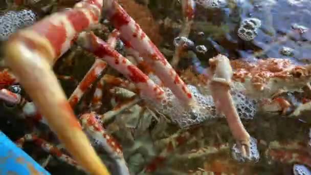 Japanse spinkrabben in het aquarium handheld close shot — Stockvideo