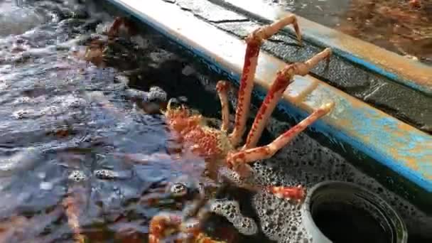 Japanse spinkrabben in het aquarium handheld middelste schot — Stockvideo