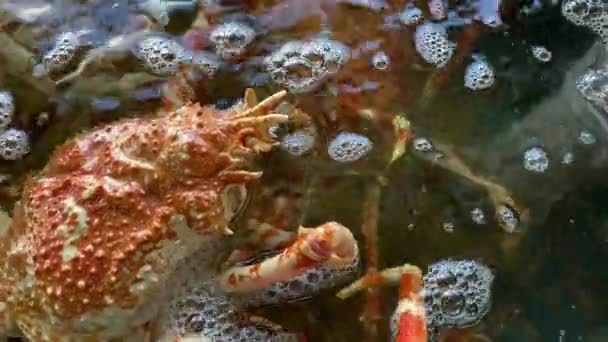 Japanse spinkrabben in het aquarium handheld close shot — Stockvideo