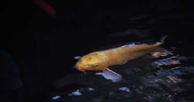 Akvaryumda yüzen sazan balığının yavaş çekimleri.