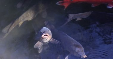 Akvaryumda yüzen sazan balığının yavaş çekimleri.