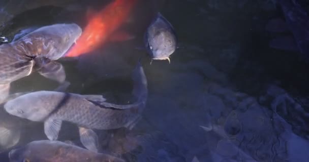 Cámara lenta de la carpa nadando en el acuario de cerca — Vídeos de Stock