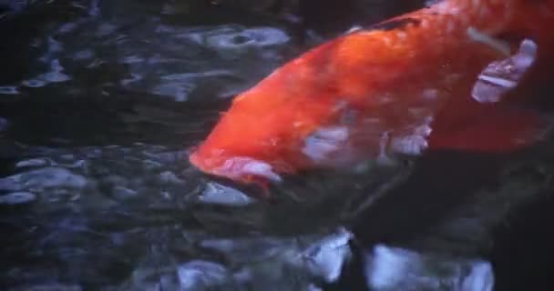 Cámara lenta de la carpa nadando en el acuario de cerca — Vídeo de stock