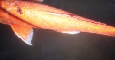 Akvaryumda yüzen sazan balığının yavaş çekimleri.