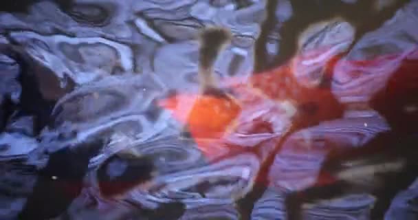 Slow motion of carp swimming in the aquarium close up — Stock Video