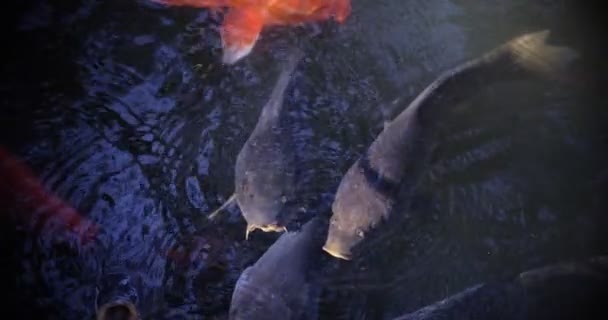 Akvaryumda yüzen sazan balığının yavaş çekimleri. — Stok video