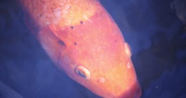 Akvaryumda yüzen sazan balığının yavaş çekimleri.