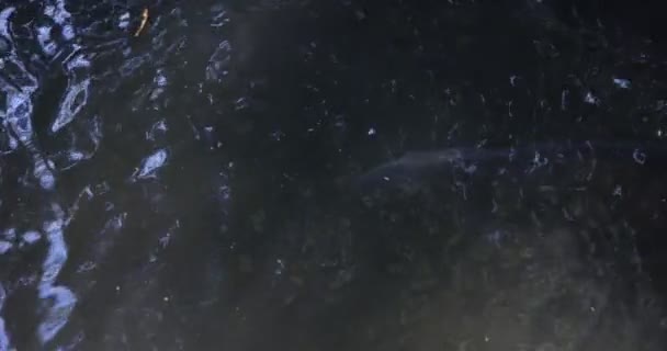 Slow motion of carp swimming in the aquarium — Stock Video