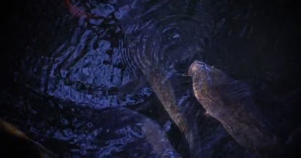 Rallentamento del nuoto delle carpe nell'acquario da vicino — Video Stock