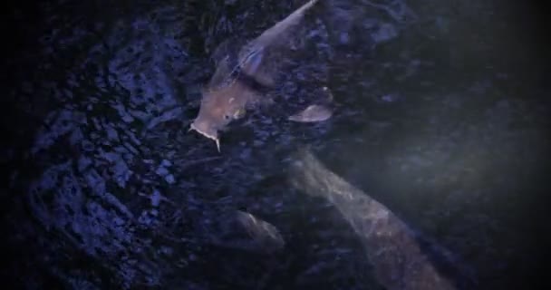 水族館で泳ぐ鯉の動きが遅い — ストック動画