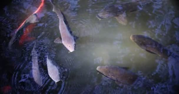 Cámara lenta de la carpa nadando en el acuario — Vídeos de Stock