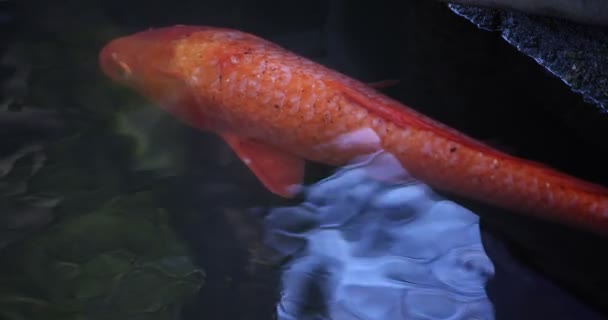 Langzame beweging van karper zwemmen in het aquarium close-up — Stockvideo