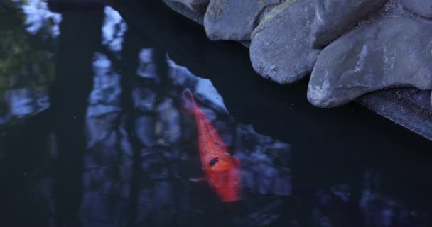 Akvaryumda yüzen sazan balığının yavaş çekimi — Stok video