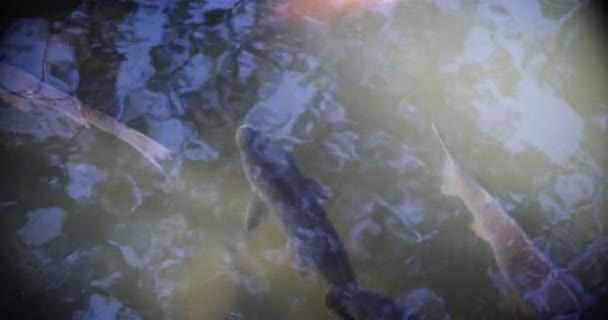 Rallentatore del nuoto delle carpe in acquario — Video Stock