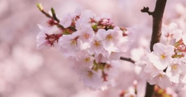 Parkta yüksek hızda kiraz çiçeği yetişiyor..