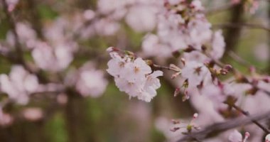 Parkta yüksek hızda kiraz çiçeği yetişiyor..