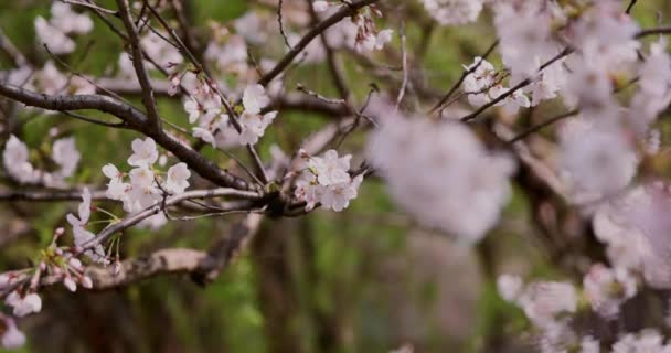 Una alta velocidad de flor de cerezo en el copyspace parque. — Vídeos de Stock