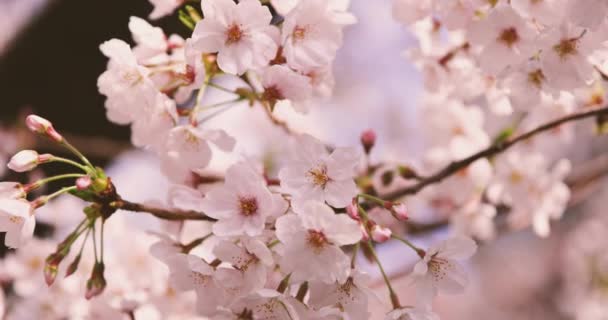 Une grande vitesse de floraison de cerisiers au parc copyspace. — Video