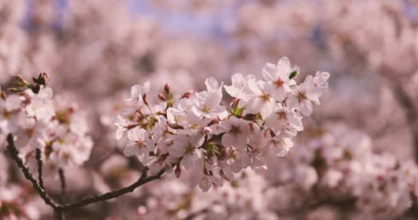 Una alta velocidad de flor de cerezo en el copyspace parque. — Vídeo de stock