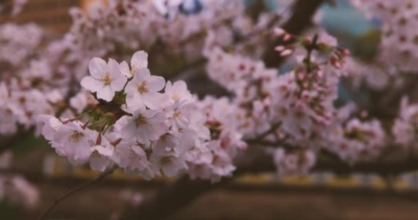 Una alta velocidad de flor de cerezo en el copyspace parque. — Vídeos de Stock