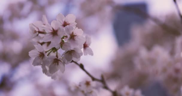 Uma alta velocidade de flor de cereja no espaço de cópia do parque. — Vídeo de Stock