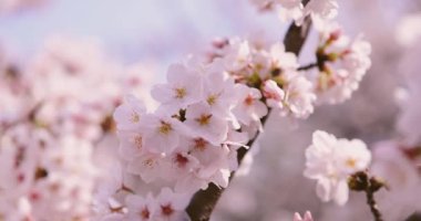 Parkta yüksek hızda kiraz çiçeği yetişiyor..