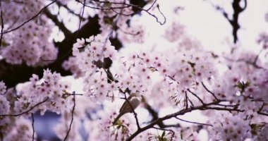 Parkta yüksek hızda kiraz çiçeği yetişiyor..