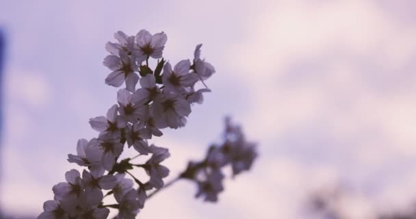 Wysoka szybkość wiśniowego kwitnienia w parku copyspace. — Wideo stockowe