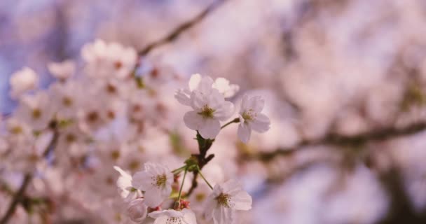 Wysoka szybkość wiśniowego kwitnienia w parku copyspace. — Wideo stockowe