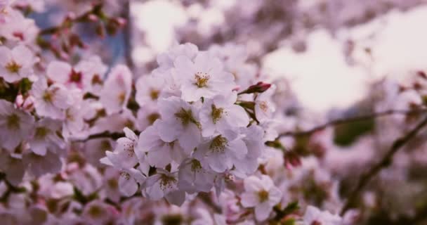 Uma alta velocidade de flor de cereja no espaço de cópia do parque. — Vídeo de Stock