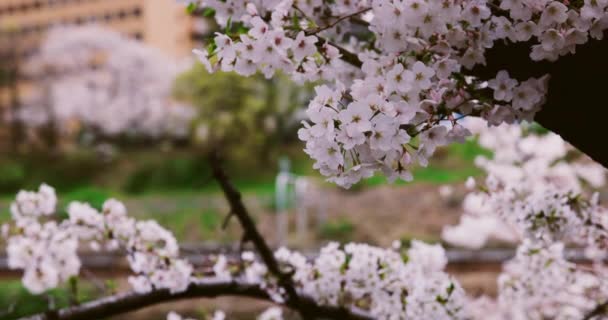 En hög hastighet av körsbärsblomma i parken copyspace. — Stockvideo