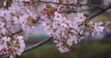 Parkta yüksek hızda kiraz çiçek açar. 