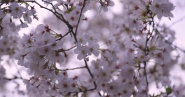 Parkta yüksek hızda kiraz çiçek açar. 