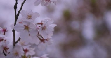 Parkta yüksek hızda kiraz çiçek açar. 