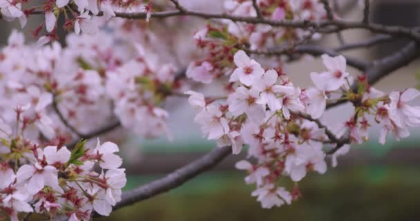 En hög hastighet av körsbär blommar i parken nära skott — Stockvideo