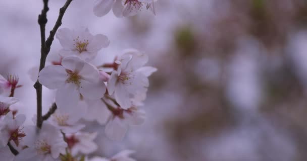 En hög hastighet av körsbär blommar i parken nära skott — Stockvideo