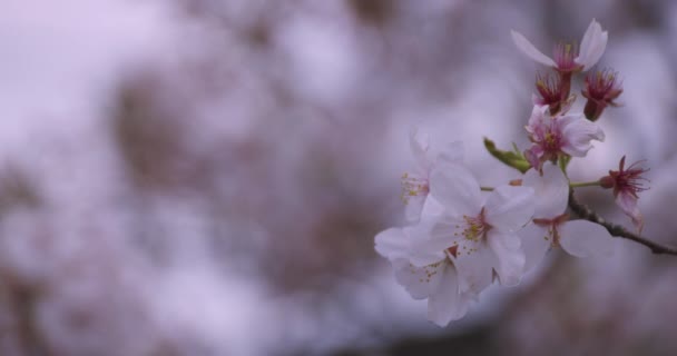 En hög hastighet av körsbär blommar i parken nära skott — Stockvideo