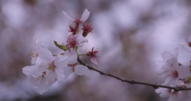 Parkta yüksek hızda kiraz çiçek açar. 