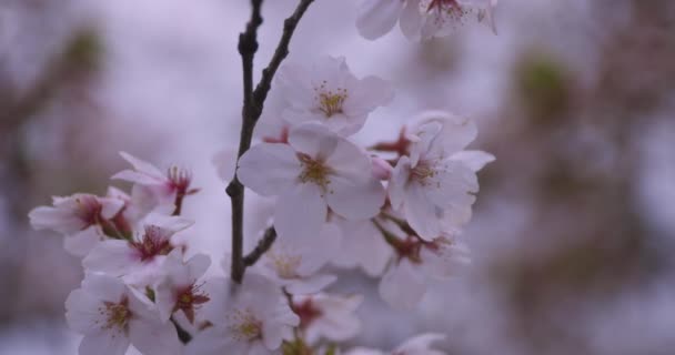 Wysoka prędkość kwitnienia wiśni w parku szczelnie strzał — Wideo stockowe