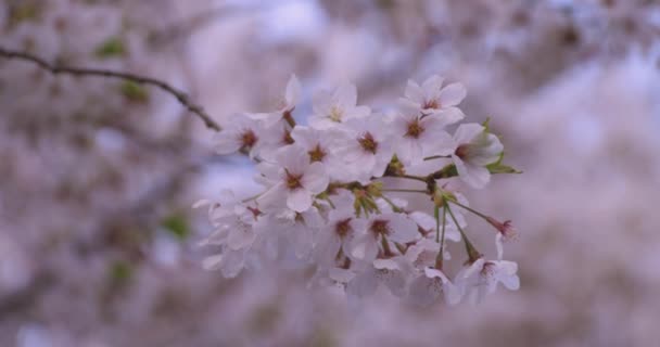 Wysoka prędkość kwitnienia wiśni w parku szczelnie strzał — Wideo stockowe