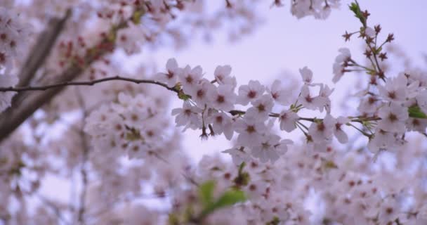 Un'alta velocità di fiori di ciliegio al parco close shot — Video Stock